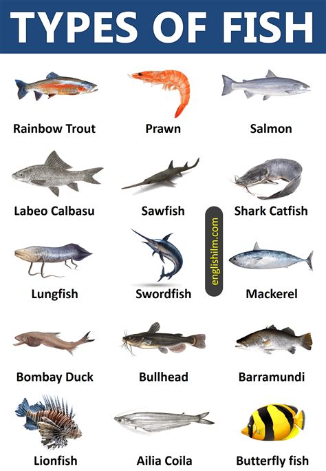 kinds of fish